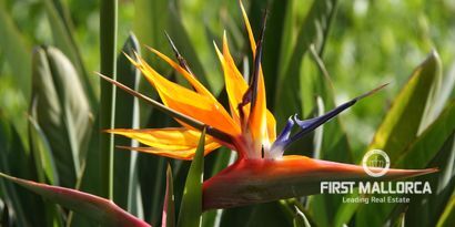 Real Estates picture 10 Ref. 81732