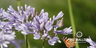 Real Estates picture 11 Ref. 81732