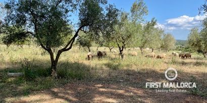 Inmobiliaria picture 32 Ref. Nº. 74279