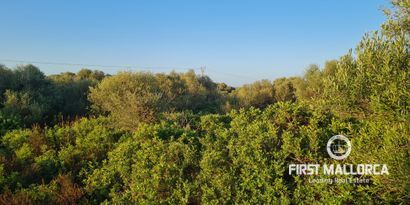 Inmobiliaria picture 2 Ref. Nº. 74655