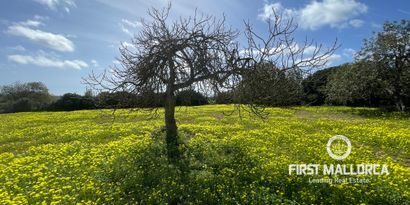 Inmobiliaria picture 1 Ref. Nº. 76561