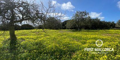 Inmobiliaria picture 4 Ref. Nº. 76561