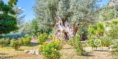 Real Estates picture 5 Ref. 77814