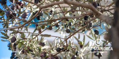 Недвижимость picture 3 Ref 78990