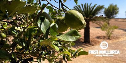 Immobilien picture 7 Ref. Nr. 80047