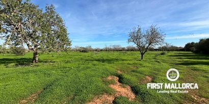 Real Estates picture 9 Ref. 80801