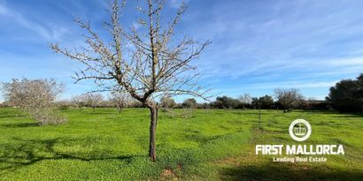 Real Estates picture 11 Ref. 80801