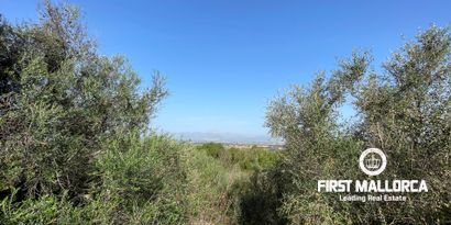 Inmobiliaria picture 4 Ref. Nº. 80820