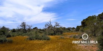 Real Estates picture 6 Ref. 81524