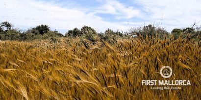 Real Estates picture 4 Ref. 81524