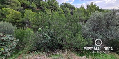 Real Estates picture 4 Ref. Nr. 81302