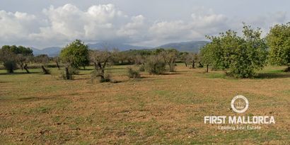 Real Estates picture 0 Ref. 81726