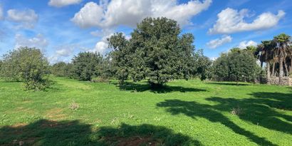 Inmobiliaria picture 6 Ref. Nº. 82786