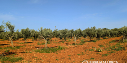 Inmobiliaria picture 32 Ref. Nº. 83545
